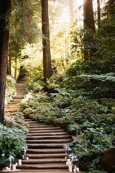 a set of stairs in the middle of a forest with candles lit on each step