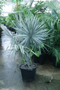 several potted plants are sitting in the rain