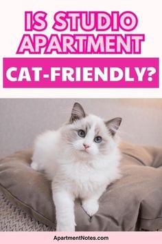 a white cat sitting on top of a pillow with the caption is studio apartment cat - friendly?