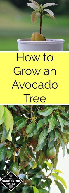 how to grow an avocado tree in a pot with text overlay that reads, how to grow an avocado tree