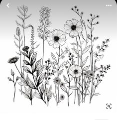 black and white drawing of wildflowers