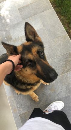 a person petting a dog on the nose