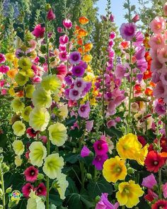 many different colored flowers in a field