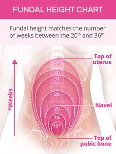 an image of the stomach with measurements for each section and numbers to be shown on it