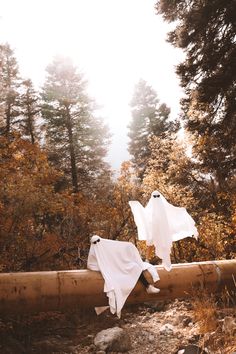 two white cloths hanging on a log in the woods