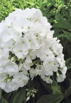 white flowers are blooming in the garden