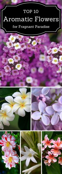 flowers with the title top 10 aromatic flowers for fragrant paradise