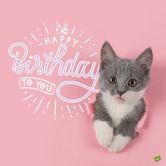 a gray and white kitten sitting on top of a pink background with the words happy birthday to you