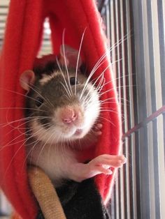 a rat sitting on top of a red blanket next to a wooden pole and looking at the camera