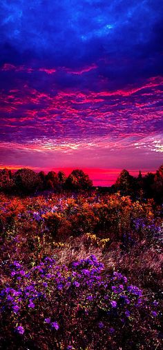 the sky is purple and red as it sits over a field full of wildflowers