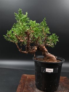 a small bonsai tree in a black pot