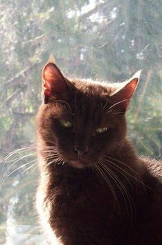 Top Brown Cat Breeds Overviewed: A Complete Guide | Cat Lover, Funny Cats, Pet Cat Care Tips & Facts, Cat Behavior & Signs, Cat Training | Oriental Shorthair Cat, Manx Cat, Persian, Devon Rex, York Chocolate Cat Havana Brown Cat, Brown Kitten, Dream's Cat, Brown Cat, Pretty Animals, Warrior Cat, Cat Aesthetic, Warrior Cats, Cute Creatures