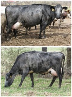 two pictures of cows grazing on grass in a field with trees and other animals behind them