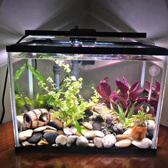 a fish tank filled with plants and rocks