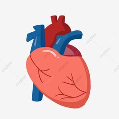 an illustration of a human heart