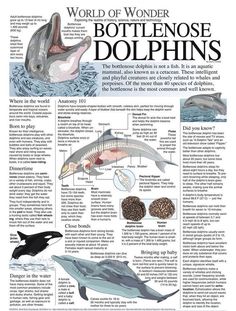 the world of wonder bottlenose dolphins are featured in an article on marine life