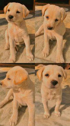 four different pictures of a puppy sitting on the floor with his paws up and looking at the camera