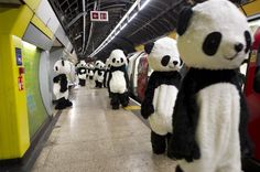 stuffed pandas are lined up on the subway platform