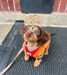 a small brown and black dog wearing an orange vest on top of a metal mat