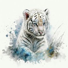 a white tiger with blue eyes laying down