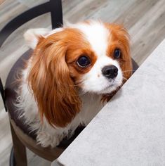 a small brown and white dog sitting at a table