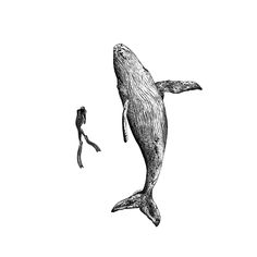 an ink drawing of a whale and a diver