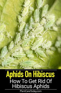 an image of aphidos on hibiscus how to get rid of hisisis