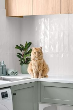 an orange cat sitting on top of a kitchen counter next to a washer and dryer