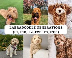 four different types of dogs are shown with the words labradodle generations f, fb, f2e, f3, f3, and f3