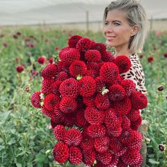 a woman holding a large bunch of red flowers