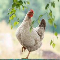 a white chicken standing on top of a wooden fence