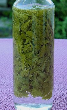 a glass jar filled with green leaves sitting on top of a purple table cloth next to trees