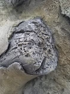 an animal's head is shown in the sand