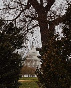 the capitol building is seen through some trees