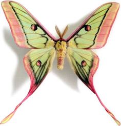 a yellow and pink butterfly sitting on top of a white wall