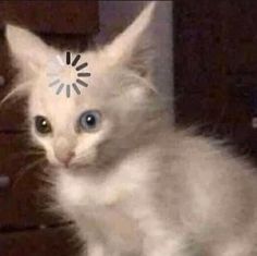 a white kitten with a clock on its forehead