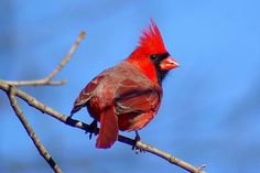 a red and black bird sitting on top of a tree branch with blue sky in the background