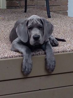 a gray dog laying on top of a wooden box