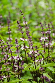 purple and white flowers are growing in the grass