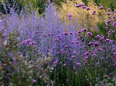 purple flowers are in the middle of a field