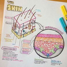 Cells Drawing, Studie Hacks, Skin Anatomy, Skin Therapist, Nursing School Studying