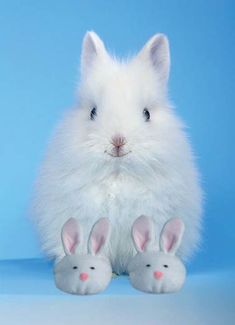 a white rabbit sitting next to two smaller rabbits on a blue background with one bunny looking at the camera