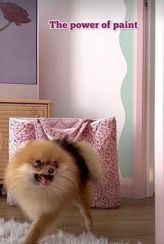 a small dog is running on the floor in front of a pink wall and white rug