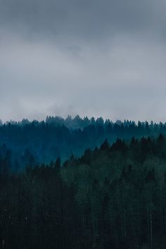 a forest filled with lots of tall trees under a cloudy sky on top of a hill