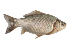 a fish that is standing up against a white background with water droplets on its body