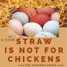 an image of straw with eggs in it and the words straw is not for chickens