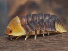 a close up of a caterpillar on a wooden surface