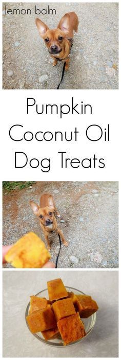 pumpkin coconut oil dog treats with text overlay