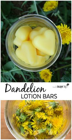 How to make Dandelion Lotion Bars - a super easy recipe perfect for dry chapped hands. Lotion bars have a long history of helping the toughest cases of cracked, dry skin, while dandelion oil is particularly useful for alleviating the chapped skin and soreness that comes along with manual labor. Dandelion Lotion, Dandelion Oil, Sore Hands, Diy Lotion, Natural Healing Remedies, Diy Remedies