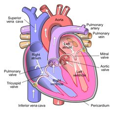 an image of the heart with labels on it and labeled in different parts to describe